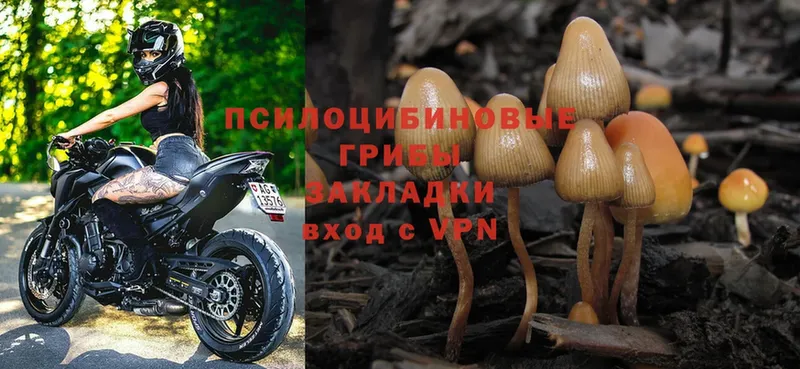 Галлюциногенные грибы Magic Shrooms  OMG как зайти  Димитровград  магазин продажи  